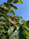 京都大枝の富有柿　３Ｌ４Ｌサイズ　13個入り