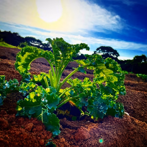 【定期便月1回のお届け】フリルケールヴェルデ（㌔売り）