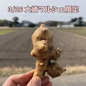 【3/26 大崎マルシェ現地受け取り】自然栽培　菊芋