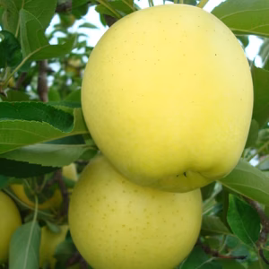 シナノゴールド　訳ありお徳用　大人数様向5キロコース　スマートフレッシュ鮮度保　