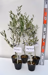 ★品種色々★ オリーブ苗木 1～5または12本 12cmポット ★組合せ自由★