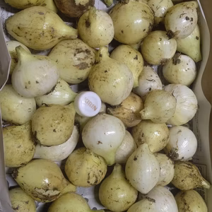 鹿児島県垂水産ミニ新玉ねぎ3kg 桜島の大自然 無農薬有機肥料 除草剤不使用