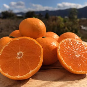 【数量限定】冬の子みかんテマリヒメ