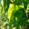 ふぞろいのピーマンたち（農薬不使用）約1キロ
