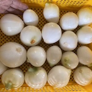 前代未聞の超特価！無農薬玉ねぎ4kg！