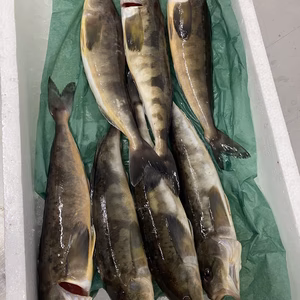 本日限定❗イチマン❗大好評❗本当に旨いホッケ　7尾