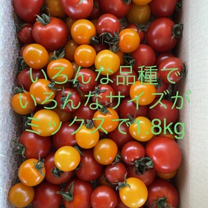 美味しいよ　青森県産　色々サイズのミックストマト