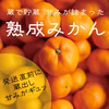 今が旬！蔵出し熟成みかん4.5kg 甘みがギュッ！深いコク！