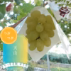 珍品種！？☆天山☆すぐ食べられる粒ぶどう
