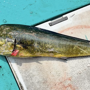 獲れ次第発送！何にでも使える白身魚シイラ✨(マヒマヒ)