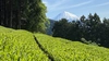 くき茶【農薬・化学肥料不使用】