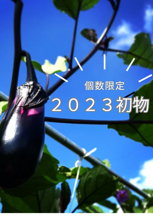 【限定2023年初物】艶・張り、抜群！ 旬の夏秋ナスセット☆ 