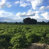 令和6年産 特産 大和芋(やまといも) ギフトBOX