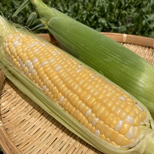 【9月限定】高糖度！高原とうもろこし「カクテル」