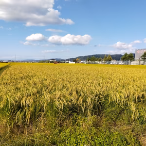 (京都産）自然米２キロ　品種（滋賀旭27号）