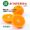 甘くとろける農園自慢の「みつばちみかん」(11月中旬～下旬お届け)