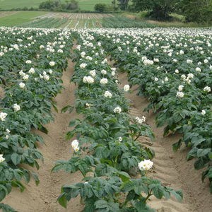 味に自信あり！おいも本来の味と甘味のじゃがいも（とうや）です！