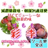 減農薬栽培・朝採れ直送　酸味と甘みはお好みで♪皮ごとまるっと召し上がれ♪【彩李】