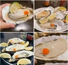 生食用 牡蠣★２~８ｋｇ殻付き 牡蠣 殻付き（一部条件付き）松島牡蠣屋