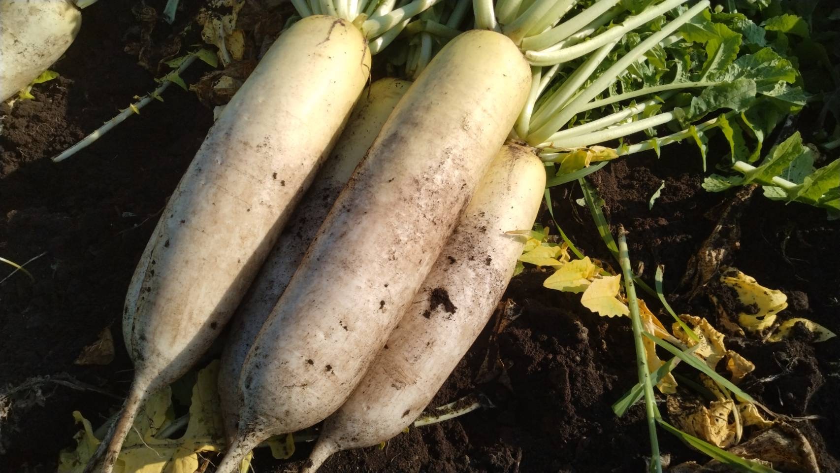 甘みと香りが立つ、島原の秋採れだいこん♪｜大根の商品詳細｜ポケット