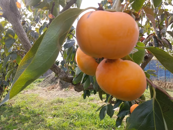 富有柿　Lサイズ　岐阜県産　14個入【甘みが強く、肉厚、果肉が柔らかい品種です】