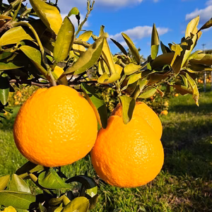 有機JAS認定　愛媛伊予柑『しまなみ潮風いよかん』　オーガニック　【家庭用】