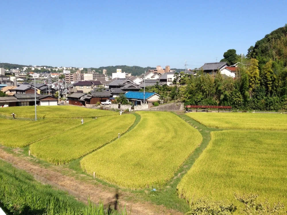 定期便【金鵄米/玄米】冷めても美味しいヒノヒカリ2022年産