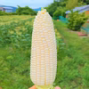 甘さ濃厚♪島育ちのホワイトコーン（ホワイトレディ）　１０本入り