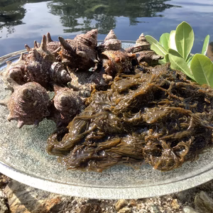 ■ご家庭向け■　シャキシャキ 岩もずく　氷温熟成小寒ブリ　オマケ活サザエ