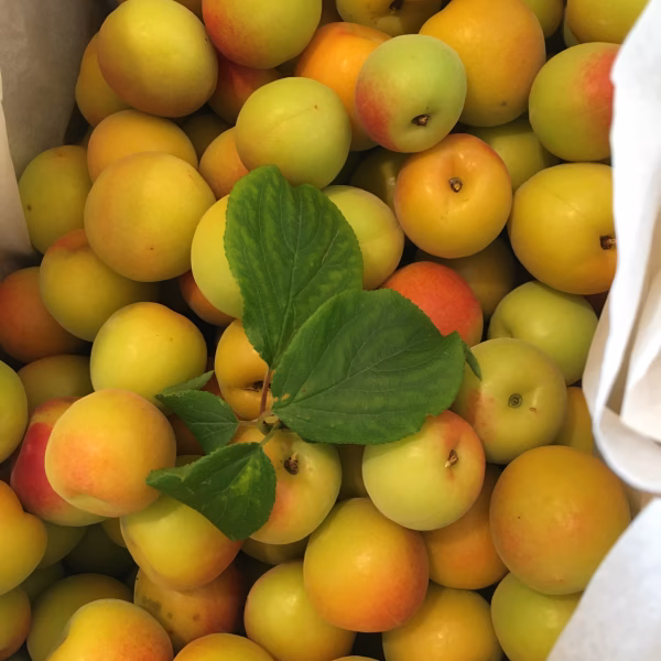 まじりっけなし！梅干に最適！『十郎小町』自然栽培の梅。ジャム、茶梅、梅シロップ