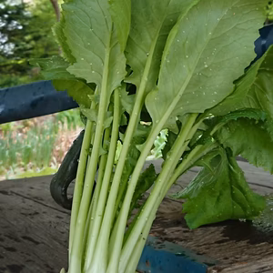 甘くてみずみずしい、フルーツ蕪‼️