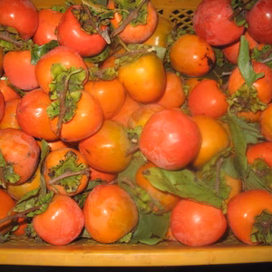 蜂屋柿（干し柿向き）大粒20個