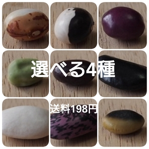 【選べる4種】ぽっけの新豆セット【北海道自然栽培】