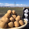 【北海道産】越冬じゃがいも【3/25 雪の中からみんなで収穫!!】