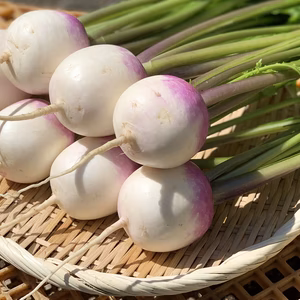 紫のグラデーションが美しいあやめ雪カブ‼︎