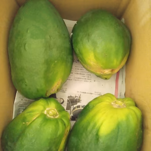 訳有り　青パパイヤ3Kg　変形果　キズ有