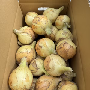 値引中【農薬、除草剤不使用】淡路島 新玉ねぎ(七宝) 春だけのみずみずしい玉ねぎ