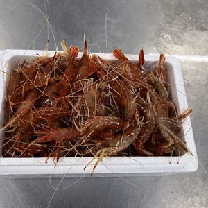 お刺身がサイコー！北海道産シマエビ　小サイズ1kg