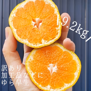 訳あり ゆら早生 9.2ｷﾛ 特価 最終収穫 加工品用としても使える