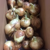 生でも甘い！安心安全！[農薬・化学肥料不使用・固定種]淡路島新玉ねぎ