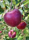 信州オリジナル3品種『りんご三兄弟®』16個セット‼︎