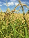 令和5年産もちもちふっくらつきあかりこだわりの新米　精米5キロ