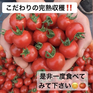 ★リピート率No.1小鈴★ クール便【1kg〜】濃厚美味しい　ミニトマト