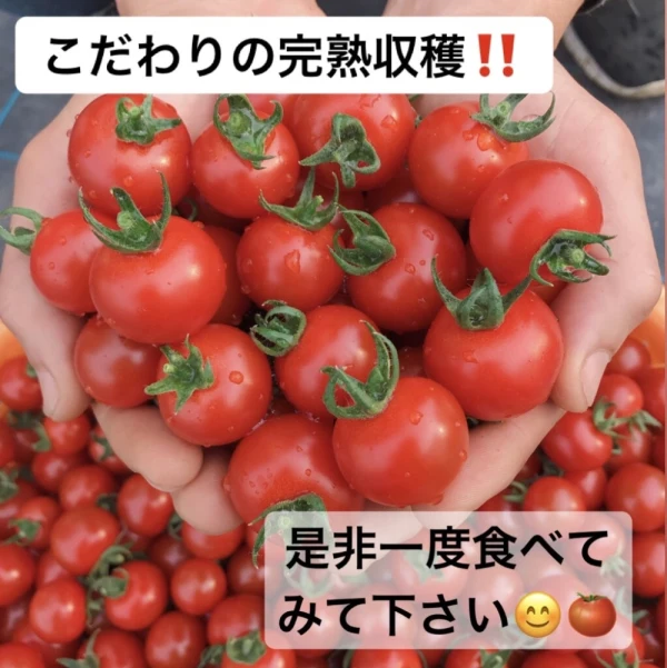 ★リピート率No.1小鈴★ 【1kg〜】濃厚美味しい　ミニトマト