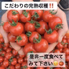 お待たせしました★リピート率No.1★ 悩んだらコレ！濃厚美味しいミニトマト