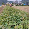 【訳あり品】冷凍焼き芋（大分県産あまはづき使用・冷凍便）