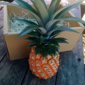 晴れの国岡山のピーチパイン(中玉)1個入り