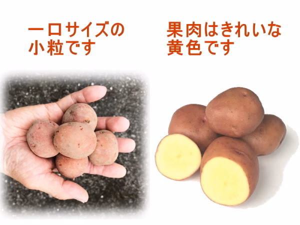 小粒で【訳あり】の『やみつきじゃがいも』 アンデス赤