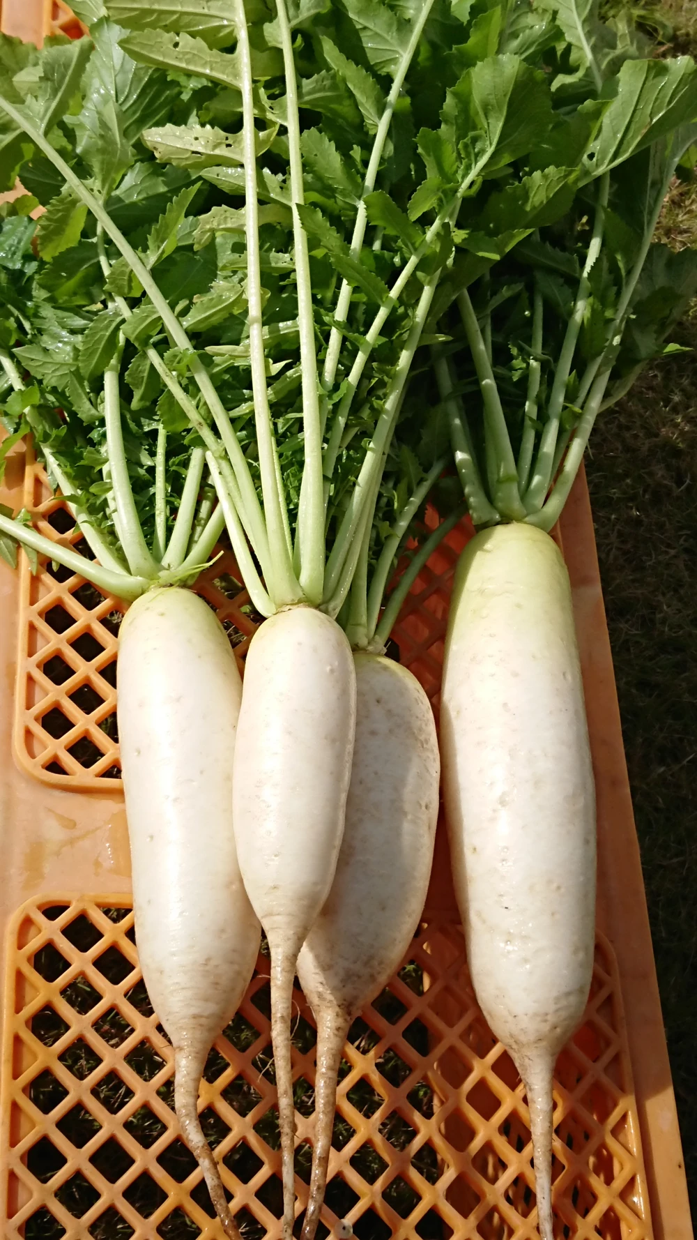 無農薬自家栽培こだわり野菜詰め合わせ かぶの葉 間引き菜