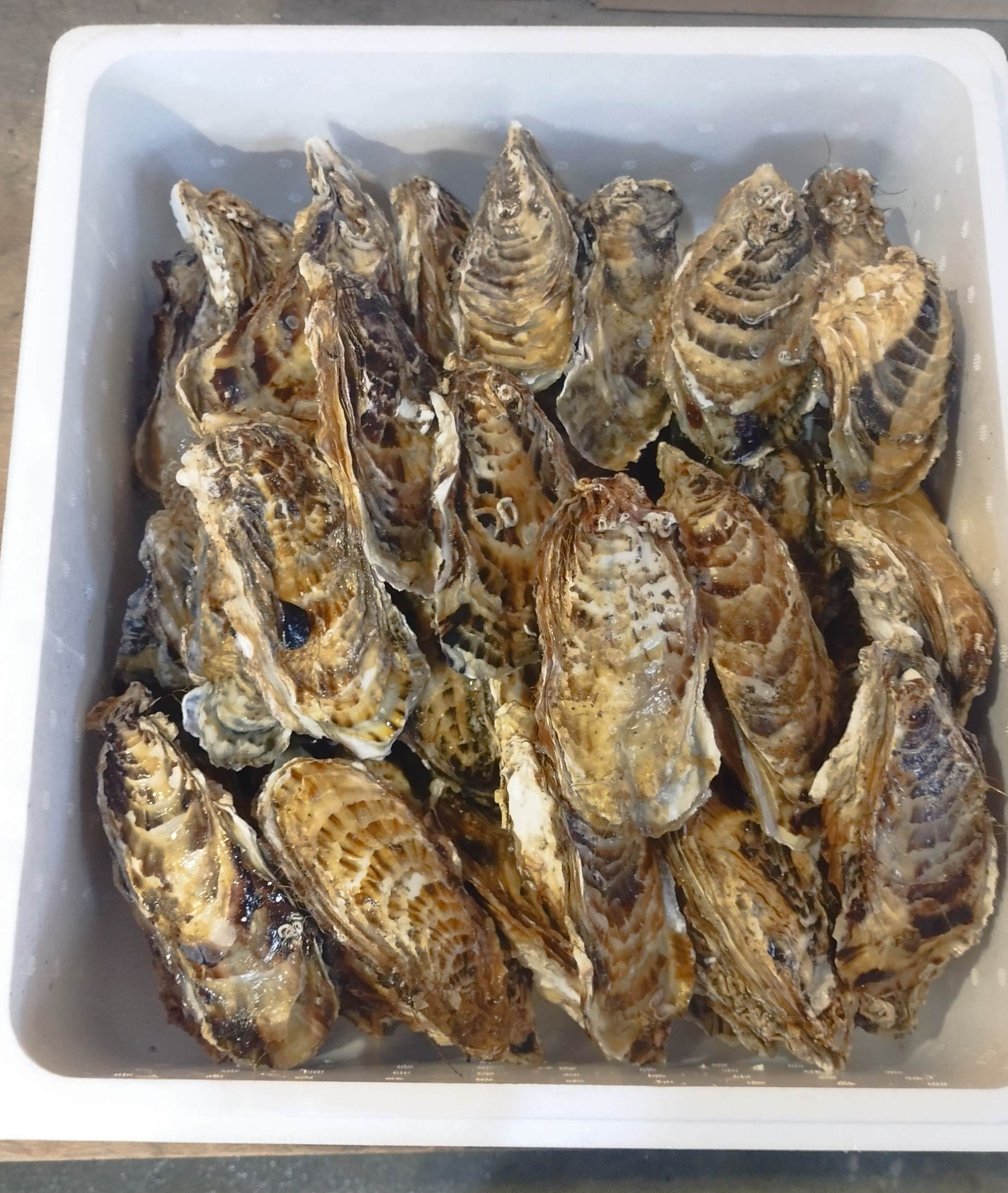 ふるさと納税駆込み 新物バラ牡蠣 生食可 7kg (45〜60個くらい) バラ牡蠣7kg